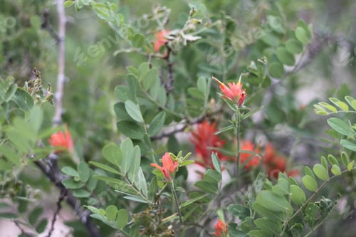 Preview: A Bush Of Castilleja Subinclusa With Orange Flowers 8160