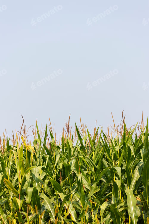 Preview: Corn In A Field Ready To Be Harvested