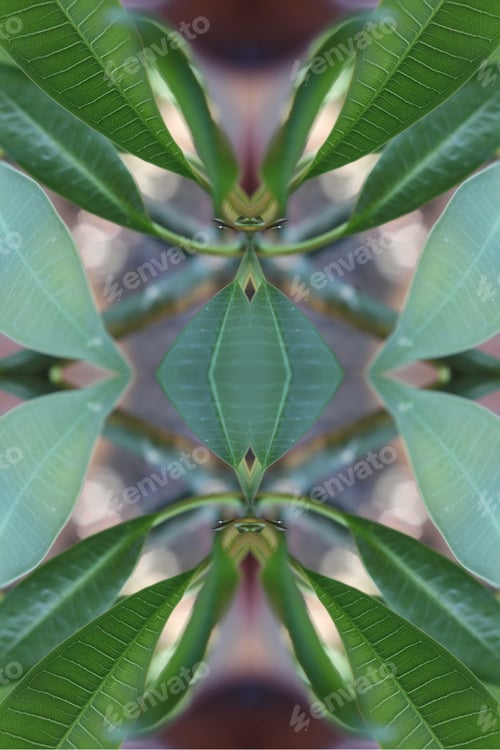 Preview: An Abstract Of Fresh Green Plumeria Rubra Leaves 0044