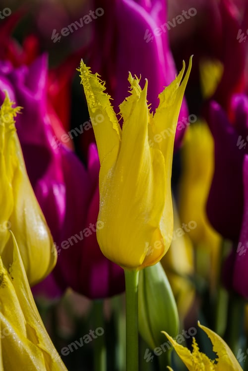 Preview: Closeup Of A Colorful Tulip With Morning Dew On It