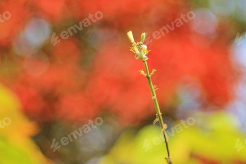 Preview: Colors In Nature - Colorful Background - Simplistic Magic