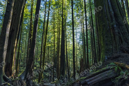 Preview: Natural Beauty In Vancouver Island - Sunlight Lay Down In Avatar Grove 2. Avatar Grove Vancouver