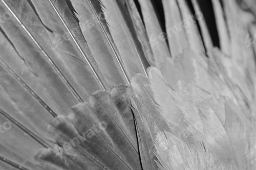 Preview: Feather Background - Natural Textures - Delicate Fluff