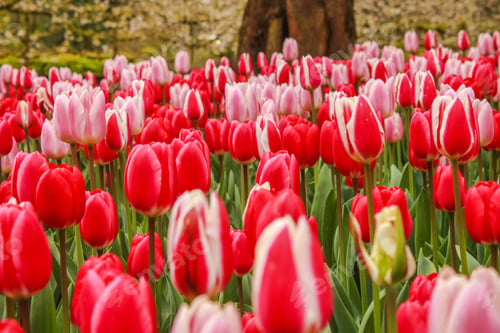 Preview: Netherlands Amsterdam Keukenhof Park Flowers Fields Tulips Colorful Red Pink