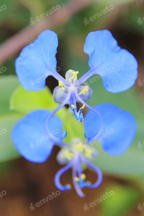 Preview: Blue Clover - Wild Flower Background From Africa - Nature'S Treasure Chest Of Colors