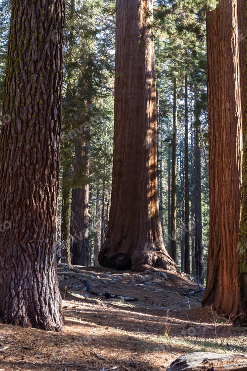 Preview: Beautiful Giant Sequoia Trees With A Beautiful Almost Orange Bark Glowing In The Sunshine In The