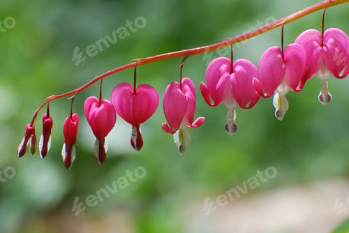 Preview: Flowering Pink Lyre Flower In A Garden.
