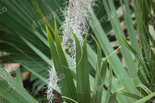 Preview: Green Palm Leaves With Spanish Moss