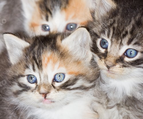 Preview: Beautiful Baby Kittens With Bright Colorful Eyes