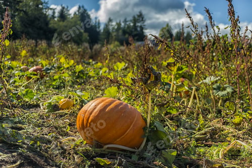 Preview: Pumpkin Patch Farm Series - Big And Fresh Giant Pumpkin In Field, Comox Valley , Vancouver Island