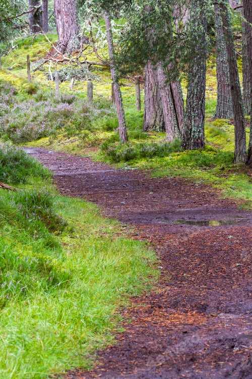 Preview: Walk Path Thru The Scottish Highlands With Fresh Green Grass And Purple Heather Blooming Under The