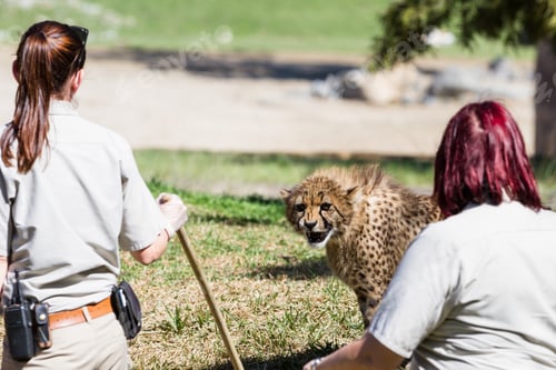 Preview: San Diego Zoo Safari, Escondido, California - March 04 : Zoo Keepers Feeding The Cheetahs, March 04