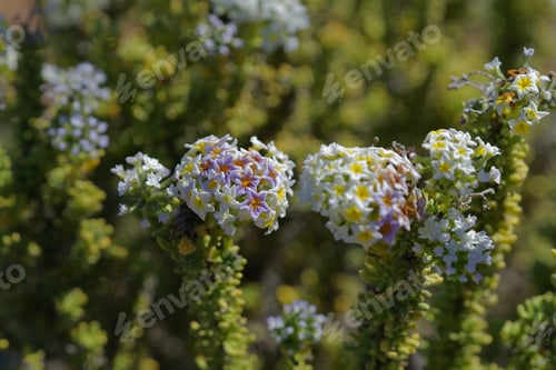 Preview: Heliotropium Floridum Flower Of The Atacama Desert, Chilean Endemic