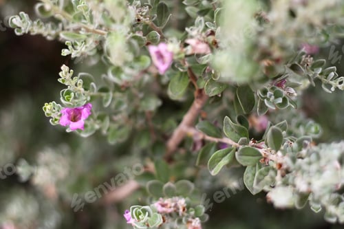 Preview: A Leucophyllum Fructescens Cenizo Plant With Purple Flowers 0758