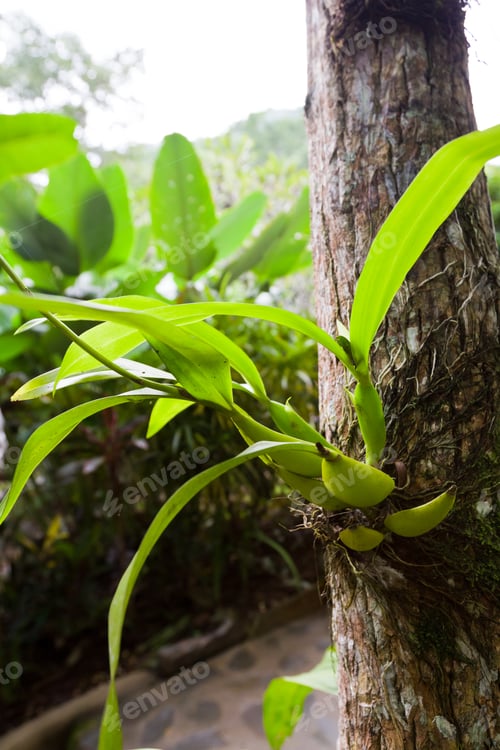 Preview: View Of The Dense Vegetation And Large Leaves In The Rain Forest Of Belize