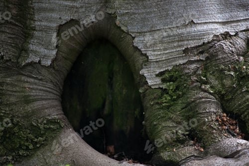 Preview: Abstract Pattern Of Tree Roots Outdoors