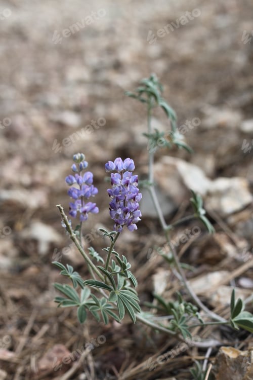 Preview: A Lupinus Sparsiflorus Plant With Flowers 8898