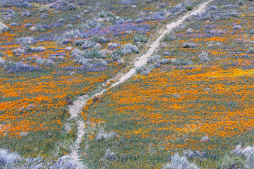 Preview: Early Spring Flowers Blooming Along The Walking Trail Of The Antelope Valley Poppy Preserve In