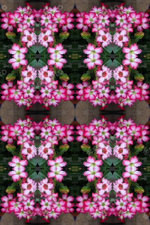 Preview: A Closeup Of An Adenium Plant With Pink And White Flowers 9730