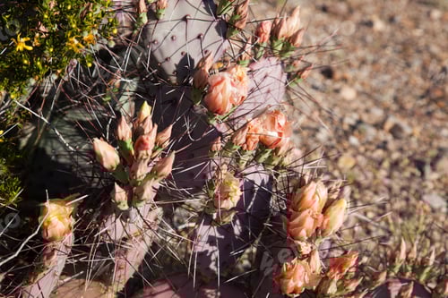 Preview: Prickly Pear Cactus Blooming In The Desert