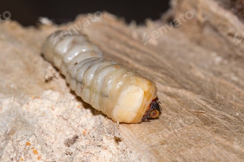 Preview: Round Headed Borer Larvae Burrowed In A Piece Of Tropical Hardwood