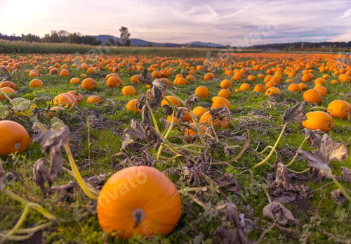 Preview: Martindale Pumpkin Patch Farm Series - Fresh And Well Grown Pumpkins In Field,Victoria Bc Canada 4.