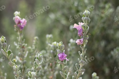 Preview: A Barometerbush Plant With Purple Flowers 0774