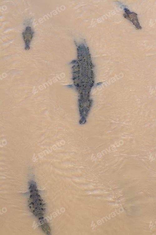 Preview: Group Of Crocodiles In The Grande De Tarcoles River In Costa Rica.