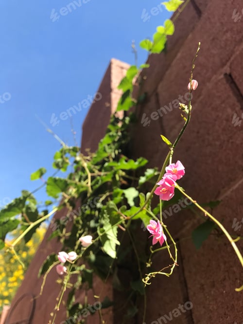 Preview: A Vine Of Antignon Leptopus With Pink Flowers 7197