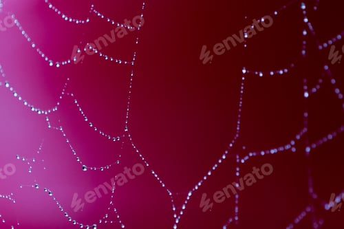 Preview: Close Up Of A Wet Spider Web With A Red Background