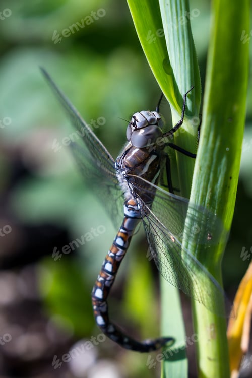 Preview: Close Up Of An Adult Blue Dragonfly Hanging On To A Green Onion In The Garden.