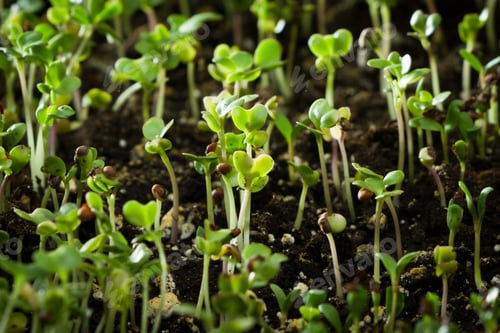 Preview: Broccoli Sprouts Growing On A Table Top Garden At Home