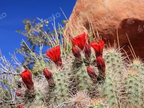 Preview: Cactus In Canyonlands National Park, Utah, Usa