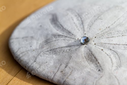 Preview: Close Up Of A Sand Dollar On A Wooden Table With A Small Gem In The Middle Glowing In The Bright