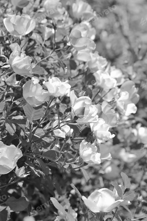 Preview: Rose Of Beauty - Garden And Flower Backgrounds - Rose Bush Of Shadows