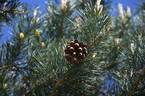 Preview: Mature Pinecone On The Branch Of A Pine Tree.