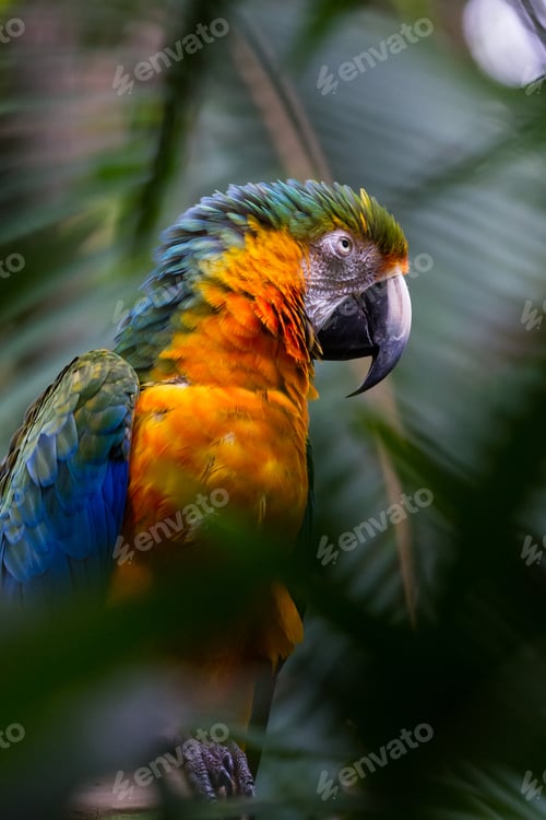 Preview: Blue And Gold Macaw Found In The Rainforest Of Costa Rica