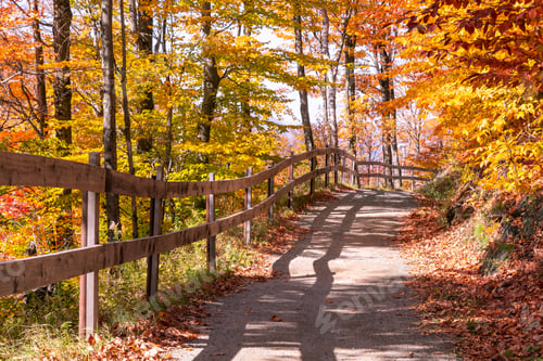 Preview: Path In The Woods On A Beautiful, Sunny Autumn Day. Colorful Fall Foliage All Around. Shot In