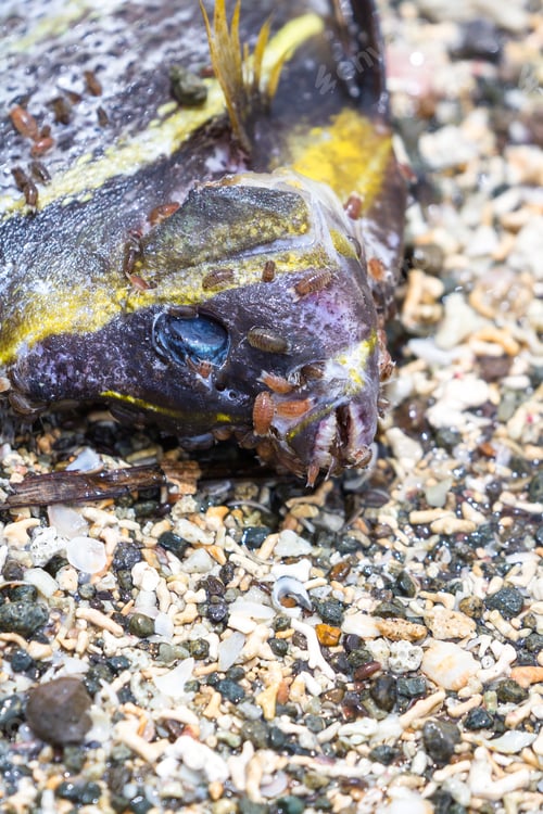 Preview: Close Up Of A Small Dead Tropical Fish On The Beach With Small Slugs And Insects Eating Away The