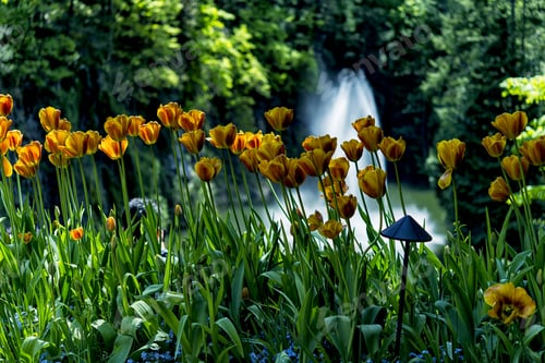 Preview: Wonderful Hybrid Color Tulip Blooming Near Garden Pond.