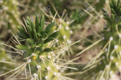 Preview: A Green Eve'S Needle Cactus Plant 0597