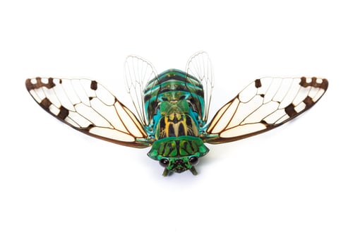 Preview: Green Cicada With Golden Wings Isolated On A White Background