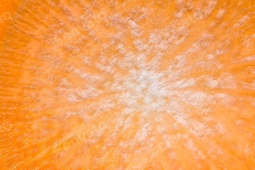 Preview: Close Up Of A Thin Slice Of Carrot Back Lit With A Beautiful Pattern And Glowing Orange Color