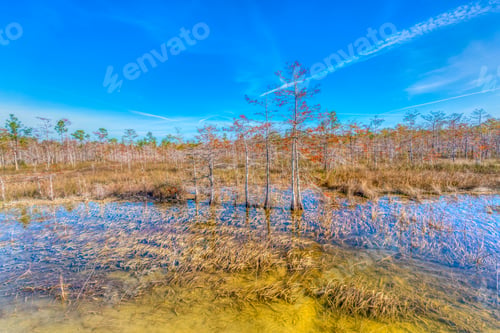 Preview: Everglades National Park In January, Florida On Clear Morning