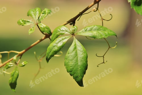 Preview: Creeper Vein - Leaf Background - Green Concept Of New Life Through Delicate Construction