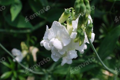 Preview: White Flowering Vine With White Sweet Pea Flowers In Bloom.