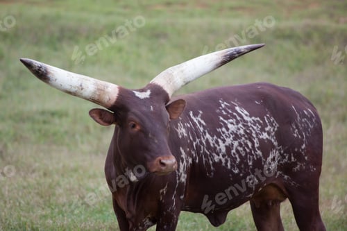 Preview: Ankole Longhorn Cow In A Field Of Grass