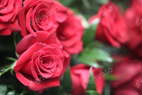 Preview: A Floral Bouquet Of Bright Crimson Red Roses 7761