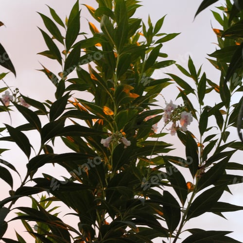 Preview: Clusters Of Chitalpa Tree Blossoms 1051