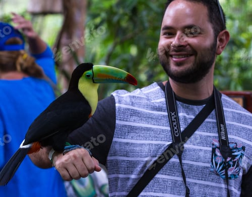 Preview: Alajuela, Costa Rica - May 02: Toucan In A Posing With Tourists In A Wildlife Refuge. May 02 2016